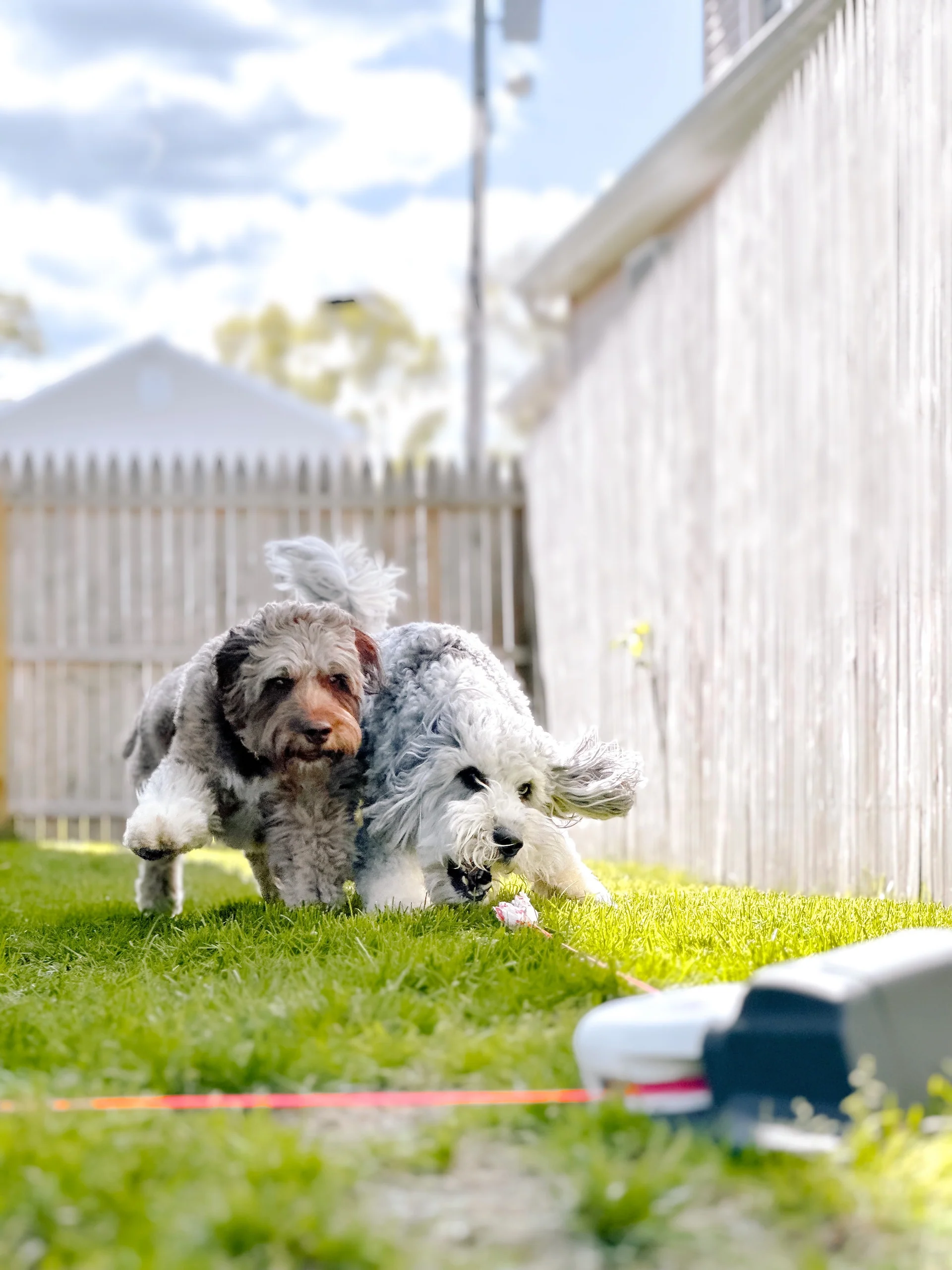 Burn Energy Fast — Keep Your Dog Happy & Active