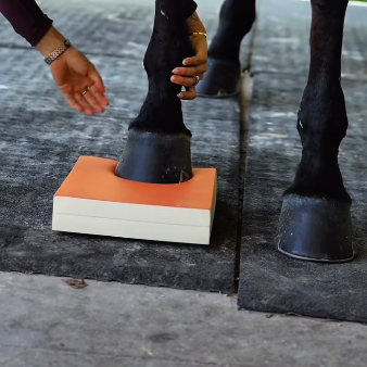 Advanced Horse Balance Training Set – Firm Stability & Core Strength Development Kit