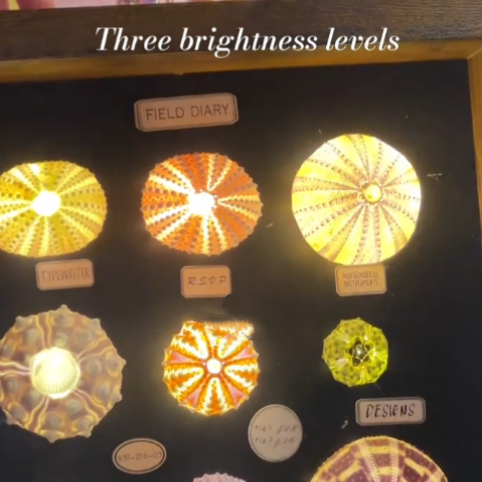 Handmade Sea Urchin Shell Lamp – Coastal Night Light & Beach House Decor