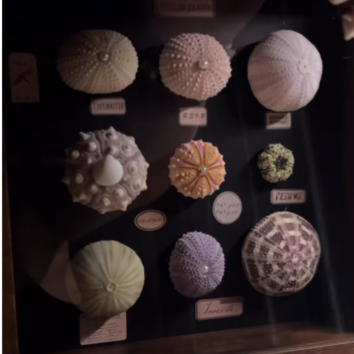 Handmade Sea Urchin Shell Lamp – Coastal Night Light & Beach House Decor
