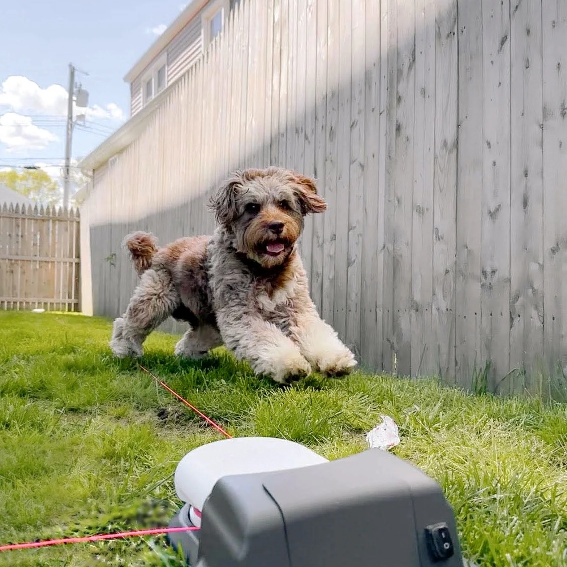 Burn Energy Fast — Keep Your Dog Happy & Active