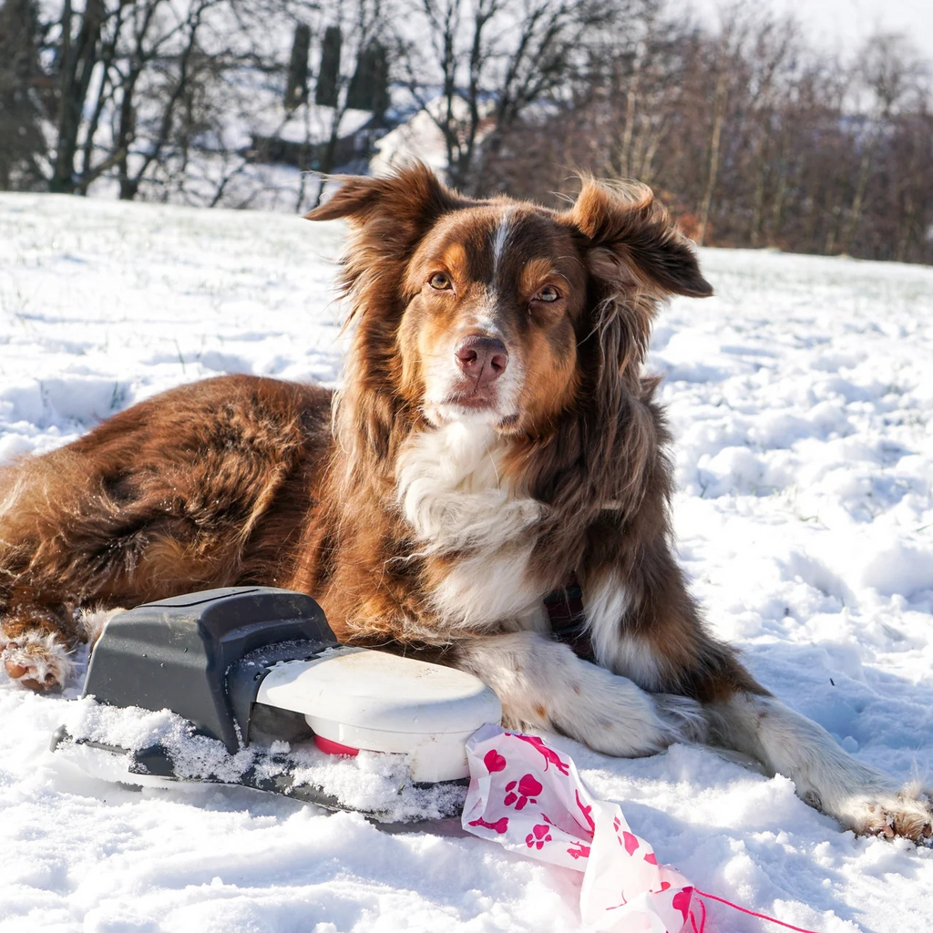 Burn Energy Fast — Keep Your Dog Happy & Active